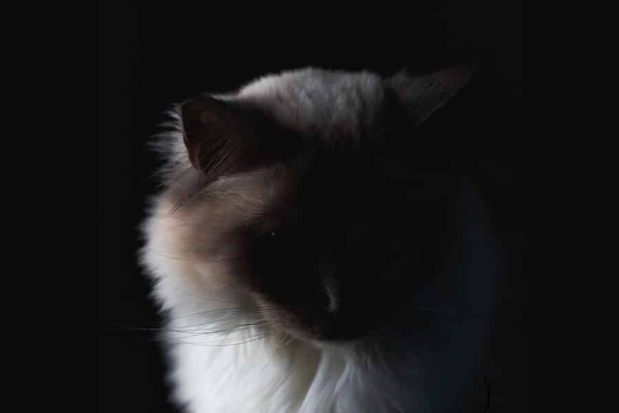 Cats in Mysteries II Cats in Mysteries II