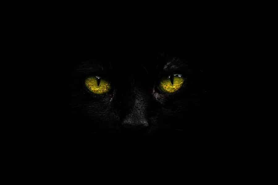 Cats in Mysteries Cats in Mysteries