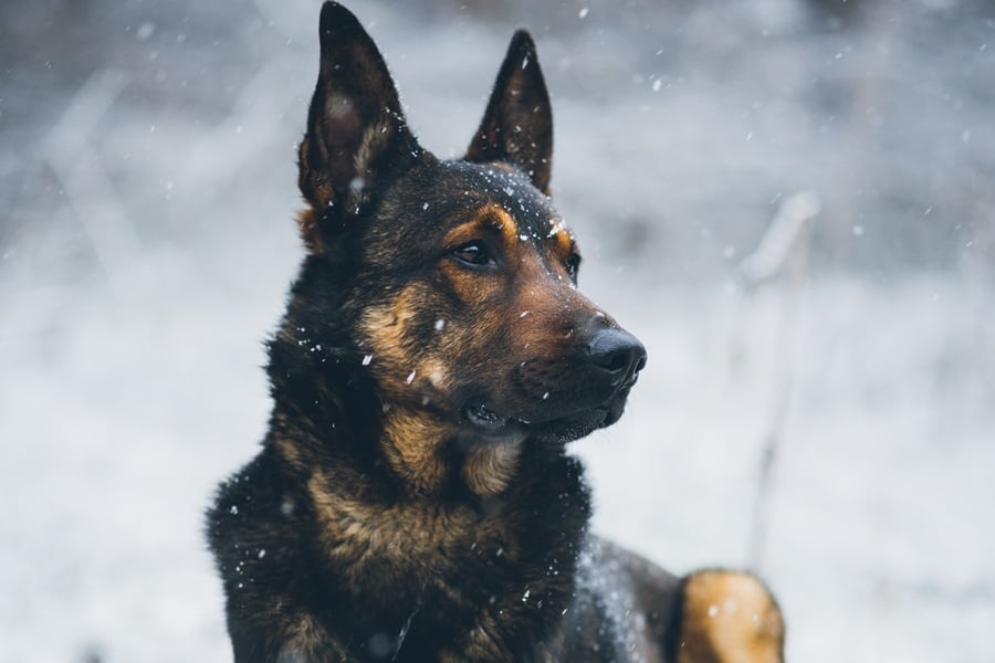 Crime-Solving Animals Crime-Solving Animals